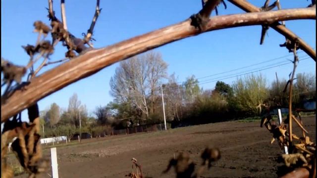 ВЕСЕННЯЯ ОБРЕЗКА ПОЛУПРЯМОРОСЛОЙ ЕЖЕВИКИ ОУАЧИТА