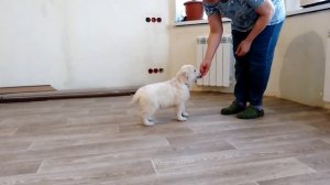 Чудо - девочка - щенок золотистого ретривера.