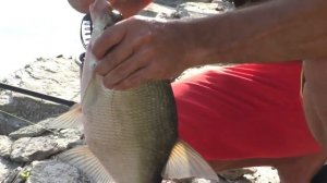 Крупные лещи на флэт и метод(на большой реке)эксперимент с ароматизаторами #1