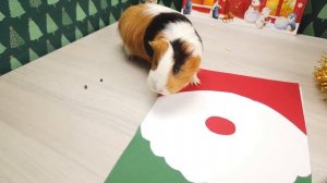 ПИСЬМО ДЕДУ МОРОЗУ от ПИТОМЦЕВ! Какие ПОДАРКИ на НОВЫЙ ГОД захотела Свинка Бузя