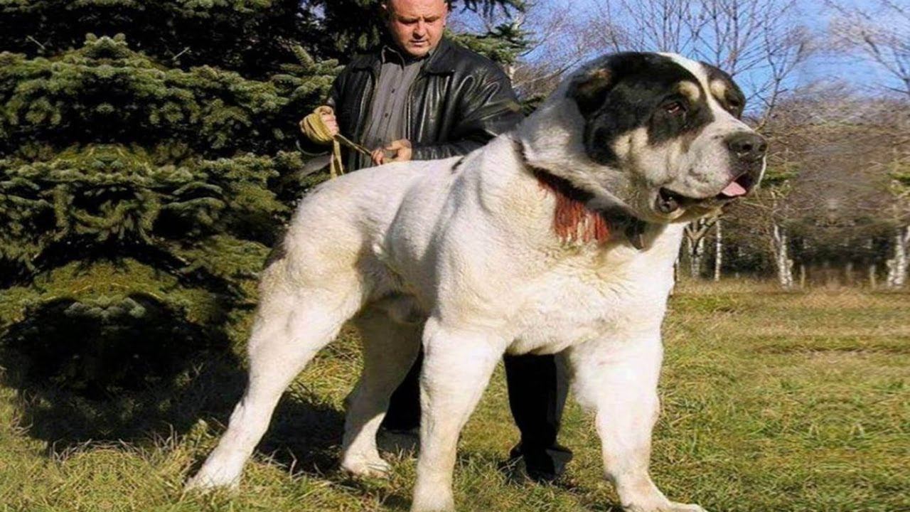 азиатская овчарка фото взрослой собаки