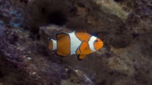 Спокойная музыка для души, сна и отдыха с морскими обитателими