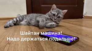 Мобильные приложения для животных | переводчик кошачьего | дрессировка кота за 5 минут