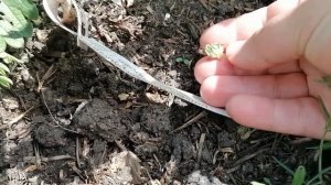 Малина Конек Горбунок.