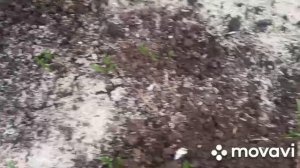 Первая зелень в теплице.???Март.Подмосковье.