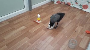 Ворона-умная птица.