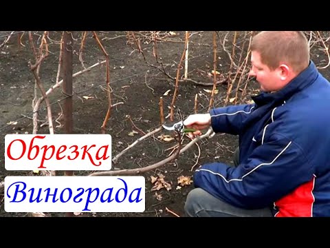 Обрезка винограда