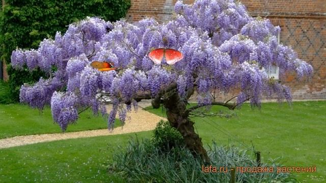 Глициния китайская (wisteria sinsensis) ? китайская глициния обзор: как сажать, саженцы глицинии