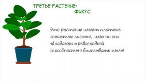 Эти ЦВЕТЫ вы ОБЯЗАНЫ держать в доме! Для здоровья и долголетия! Полезные цветы в доме!