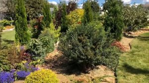 ПРОГУЛКА ПО САДУ ИРИНЫ ?ХВОЙНАЯ РОСКОШЬ ?ГОРТЕНЗИИ И МНОГОЛЕТНИКИ ? МИНСКАЯ ОБЛАСТЬ