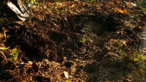 ЗОЛОТО ИЗ ПЕСКА В СТАРОМ РУСЛЕ