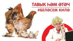 Тавык һәм әтәч / Курица и петух / A hen and a rooster