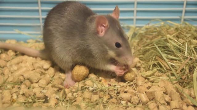 Домашняя крыса лопает арахис - Home rat eats peanuts смотреть онлайн