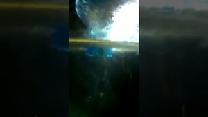 Инфузория. Как добыть чистую инфузорию из банки.