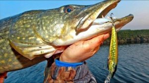 Новые правила которые коснутся каждого! Запрет на ловлю щуки 2023.