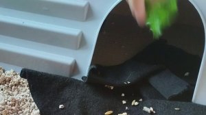 охота крысы