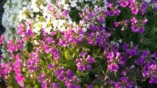 МайИюнь: чехол, форзиция, совок... смотреть онлайн