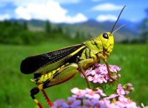Звук кузнечика: какой звук издаёт кузнечик