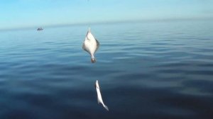 Ловля камбалы белое море.