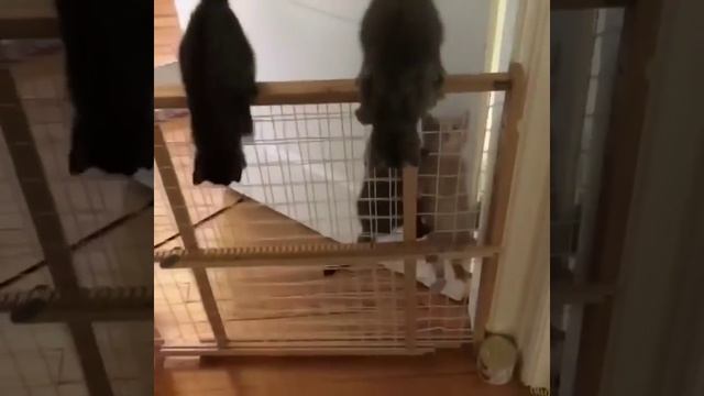 Лучшие приколы про котиков | Подборка самых смешных кошек и котят смотреть онлайн