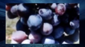 Виноград Краса Никополя