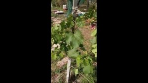 Беда, минус одно дерево на даче((. Ураган сделал своё дело.