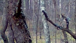 Охота на кабана