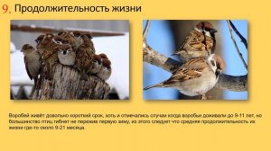 Воробей |Топ-15 фактов