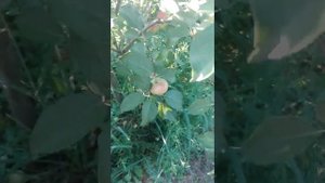 ЯБЛОНЯ ЛЕТНЯЯ СОРТ ЕЛЕНА (РБ) (APPLE SUMMER VARIETY ELENA)