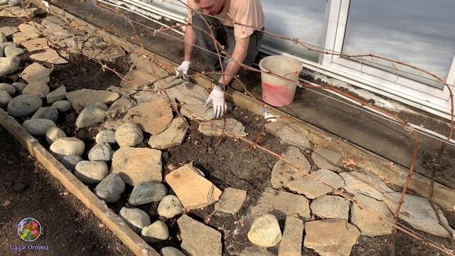 ВИНОГРАД.УХОД ЗА ВИНОГРАДОМ ВЕСНОЙ.ПОЛИВ ВИНОГРАДА.УДОБРЕНИЕ ВИНОГРАДА.ВИНОГРАД В ТЕПЛИЦЕ [2020]
