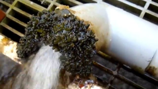 Codium fragile green algae attached to the drain outlet in Hiroshima Japan. Mar. 19 2012
