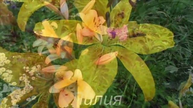 Самые-самые красивые многолетние цветы! Посадите их обязательно!!!