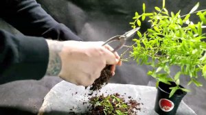 Набор для создания бонсай "Сад Радости", "Гранат"