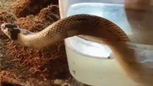 Линька змеи