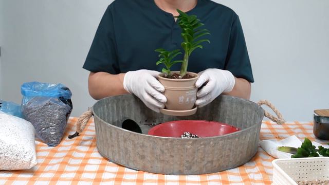 잎이 노랗게 죽어가는 금전수 살리기/금전수 부자되기/금전수 잘키우기/ 대량번식/ 분갈이/삽목 Reviving ZZPlant with yellow and dying leaves смотреть онлайн