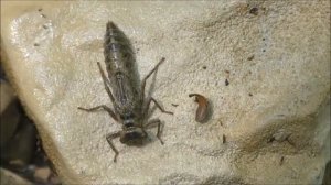 #1. Неполный цикл развития у насекомых