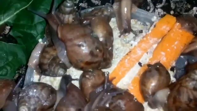 Мои улитки Ахатины 200 штук смотреть онлайн