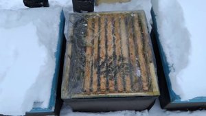 Зимовка пчел в ульи из 25 доски на сетчетом  дне