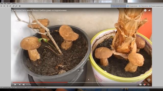 Разоблачение ролика "Как вырастить много белых грибов дома на подоконнике" блогера 6 Соток и Сергей смотреть онлайн