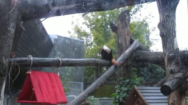 Малая панда в Московском Зоопарке смотреть онлайн