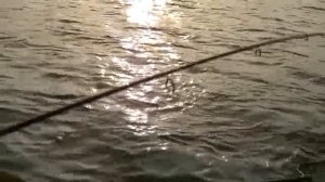 Щука 5.600 кг. + Rapala X-Rap Shad. HD.Щука 5.600 кг. + Rapala X-Rap Shad. HD.