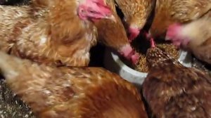 КУРЫ НЕСУШКИ: яйцевод у курицы несушки и секреты яйценоскости (часть 2)