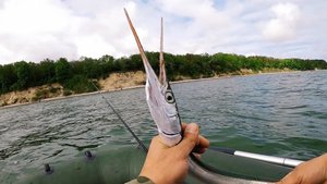 Сарган! Камбала! Балтийское море и Я