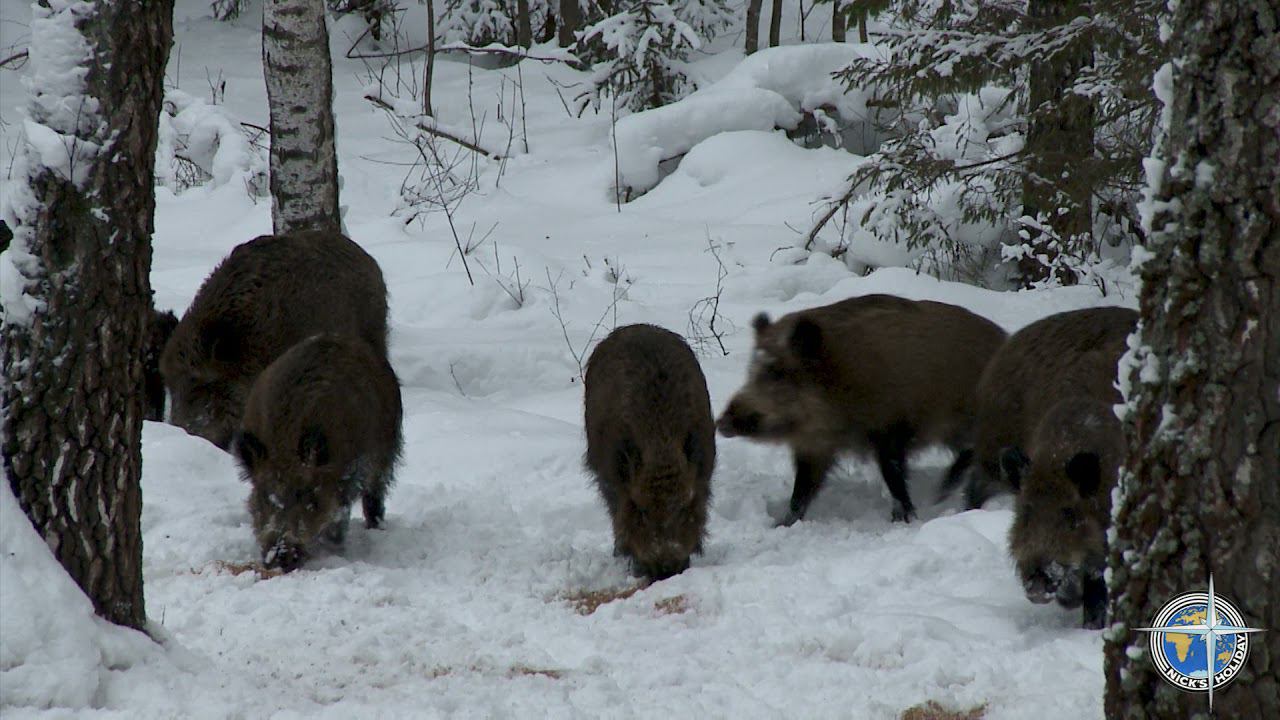 Охота на кабана смотреть онлайн