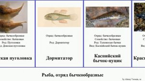 Рыба, отряд бычкообразные бычок fish Fuse бычки Бычок-паганель Target Пескожилы Брахигобиус French
