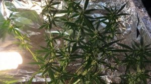 Crime Caramel Auto 52 дней