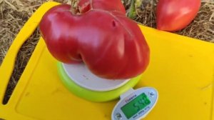 Томат-Венгерское сердце ???