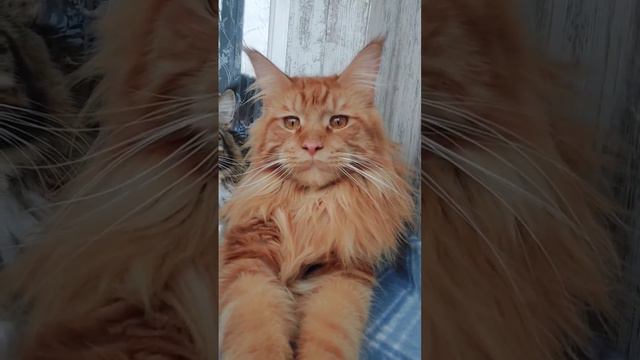 Рыжий кот #мейнкун #mainecoon #cat #кот #рыжий