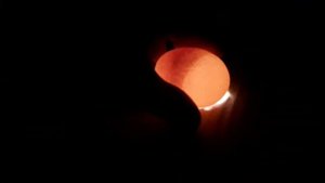 Как определить зародыш в яйце.the embryo in the egg.