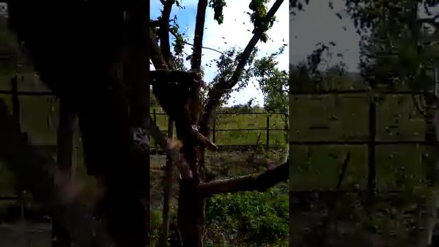 ВЫХОД 6 РОЯ С ОДНОЙ СЕМЬИ - САМЫЙ МАЛЕНЬКИЙ / Exit bee swarm and catching it on a graft смотреть онлайн
